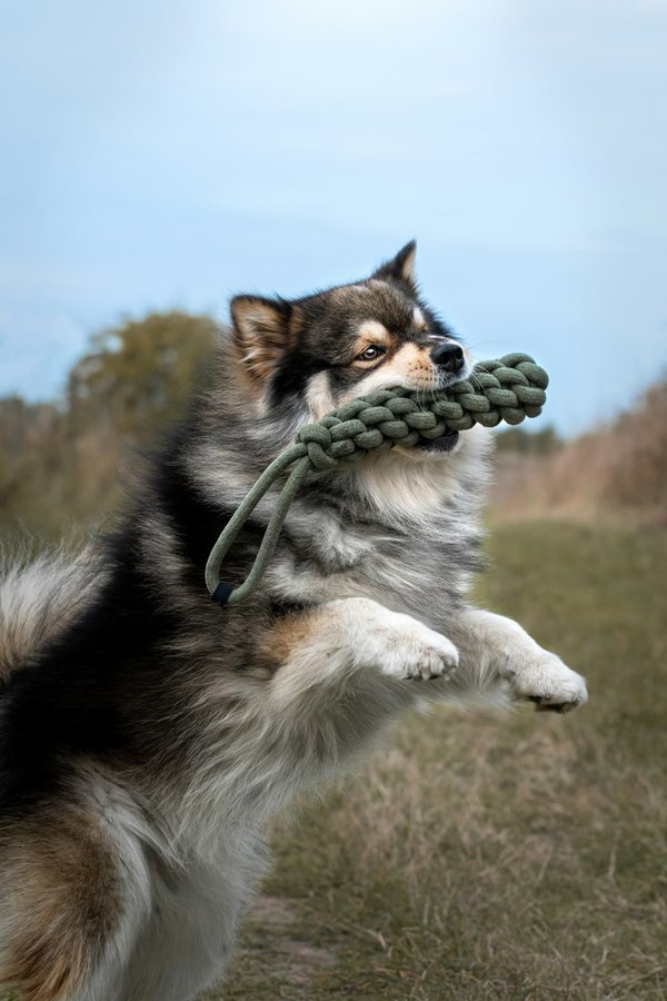 Guide essentiel de la mutuelle animaux de compagnie